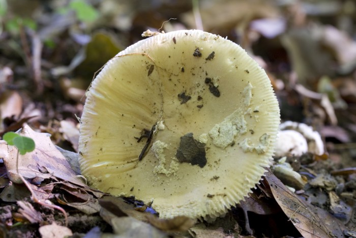 080705_amanita_eliae_10.jpg