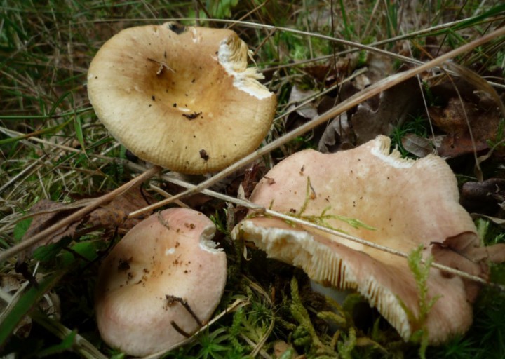 copie de L1170868.JPG