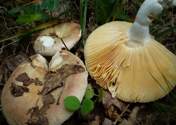 copie de L1170894.JPG
