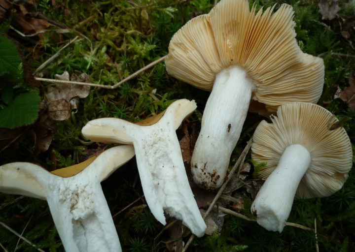 copie de L1170877.JPG