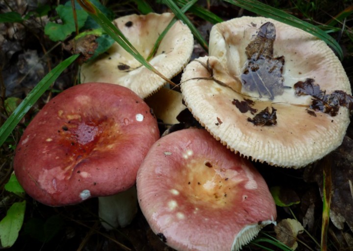 copie de L1170908.JPG