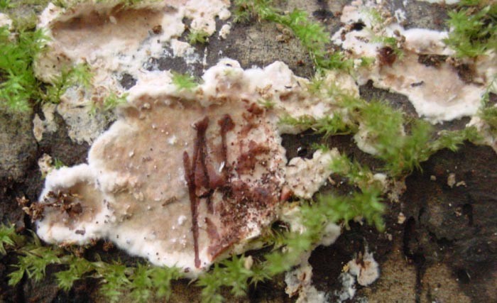 Stereum_gausapatum.jpg
