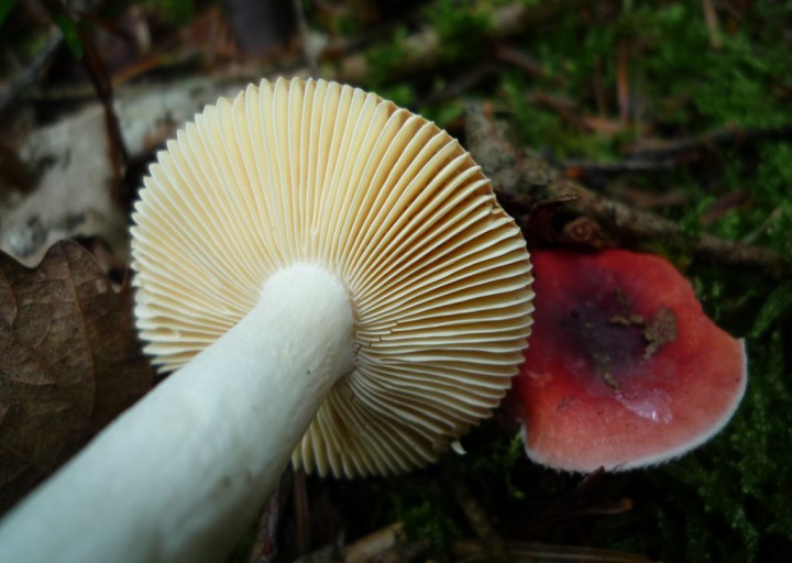 copie de L1170938.JPG