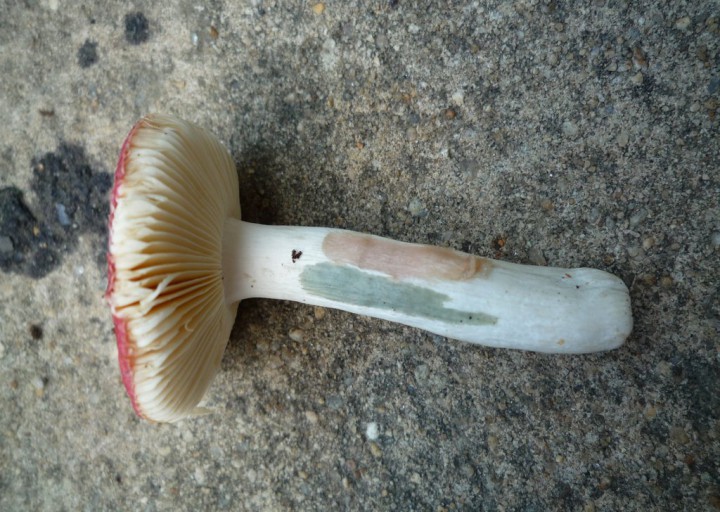 copie de L1170942.JPG