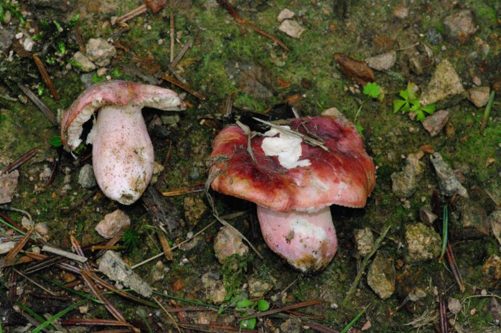 Russula.jpg