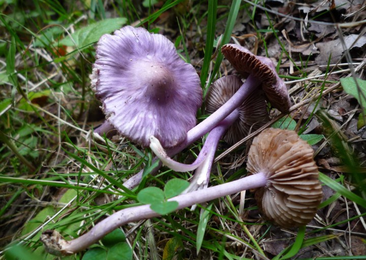 copie de L1180020.JPG