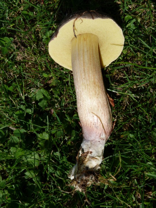 P1150954 (600x800).jpg