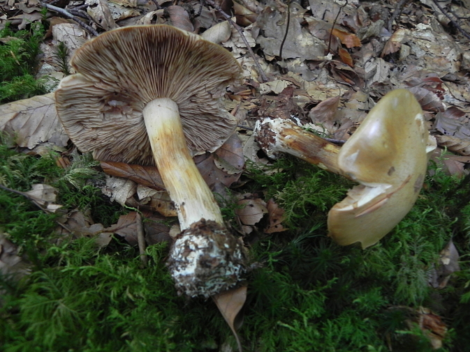DSCN9271b.JPG