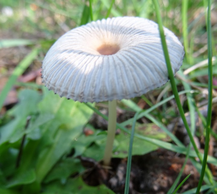 DSC00507 (1024x914).jpg