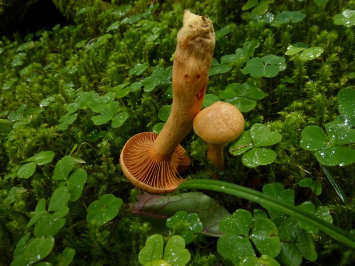 helveticus var. tratensis - lames orangées.JPG