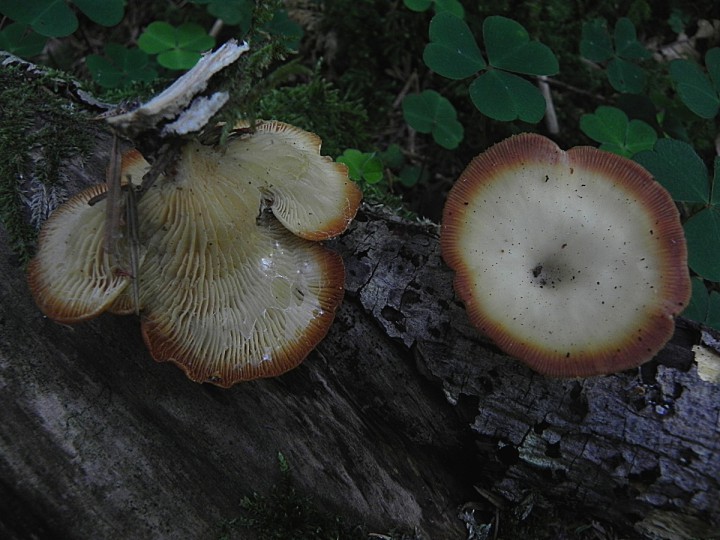 DSCN9280ch.JPG