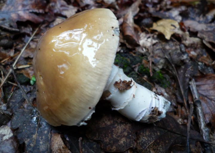 copie de L1180075.JPG