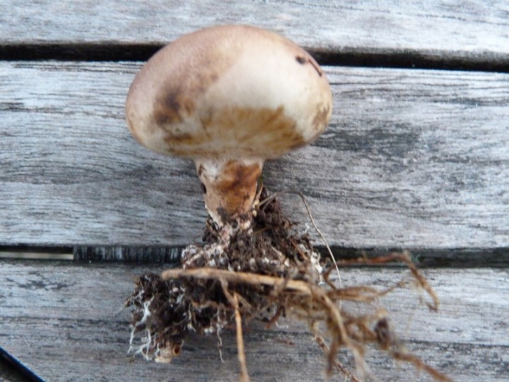 P1160011 (800x600).jpg