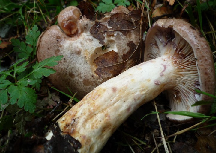 copie de L1180140.JPG