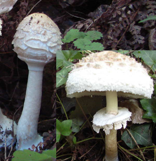 macrolepiota_ou-pas2.jpg