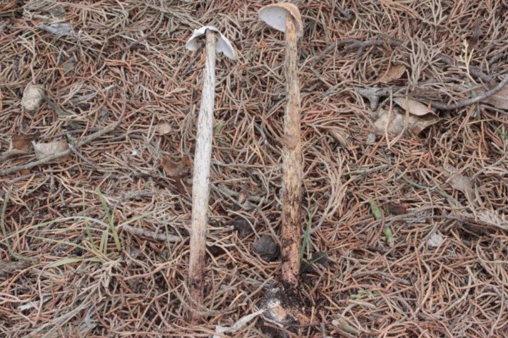 Battarrea phalloides (bc)12.JPG