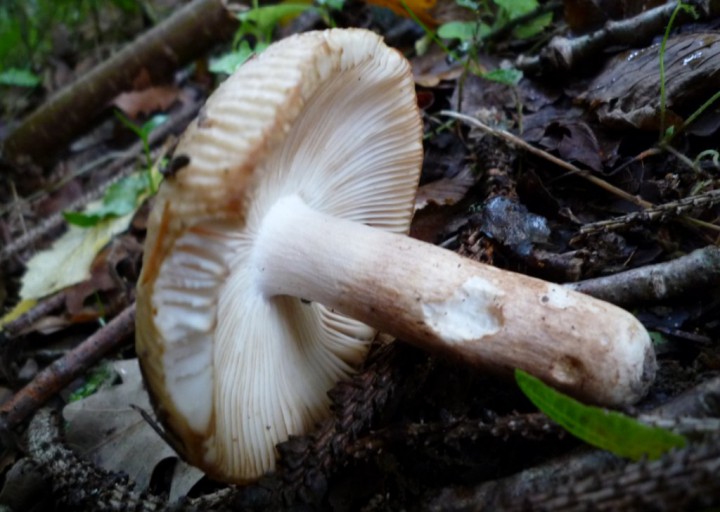 copie de L1180229.JPG