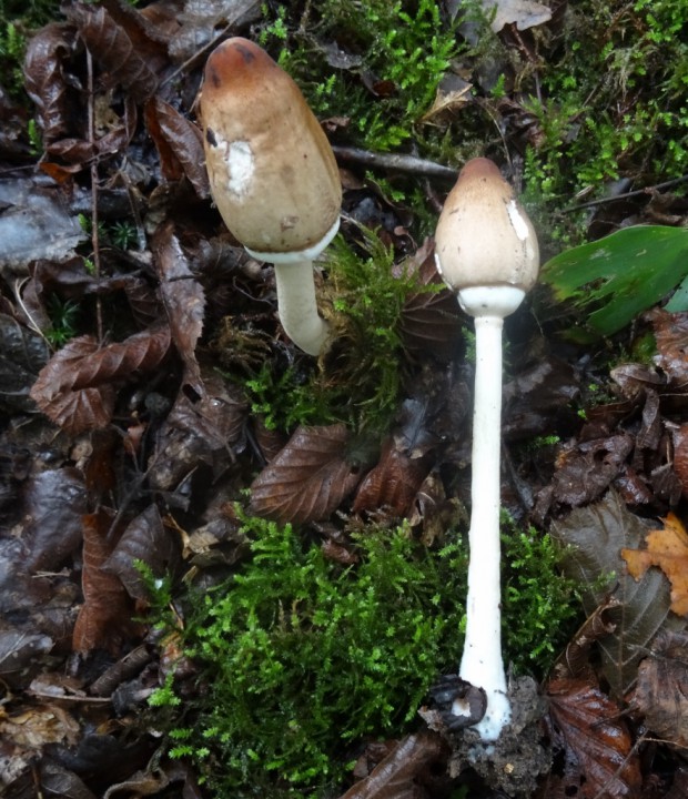 DSC00655 (882x1024).jpg