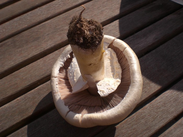 Agaricus sp 1 cc.JPG