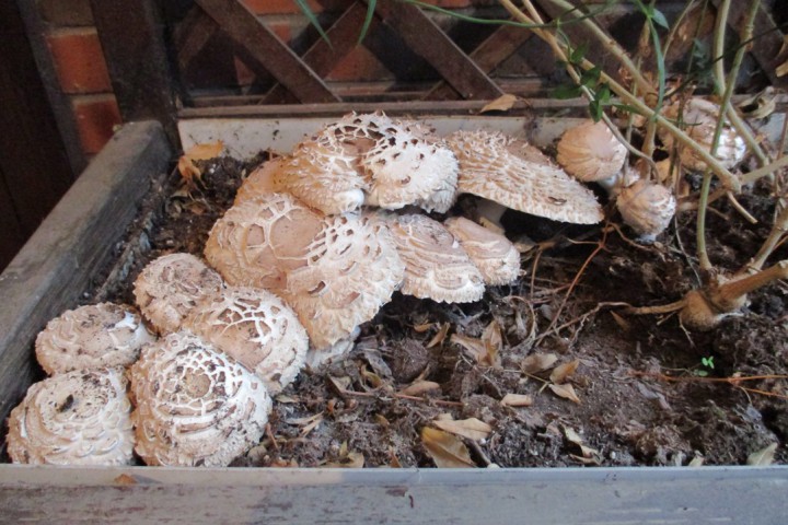 lépiotes IMG_0626.JPG
