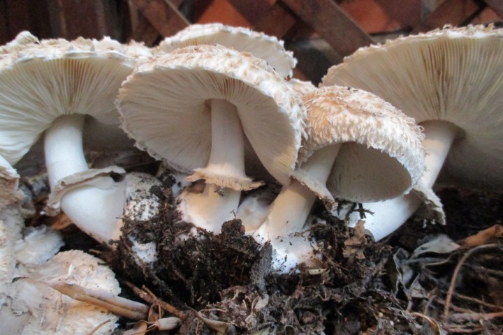 lépiotes IMG_0627.JPG