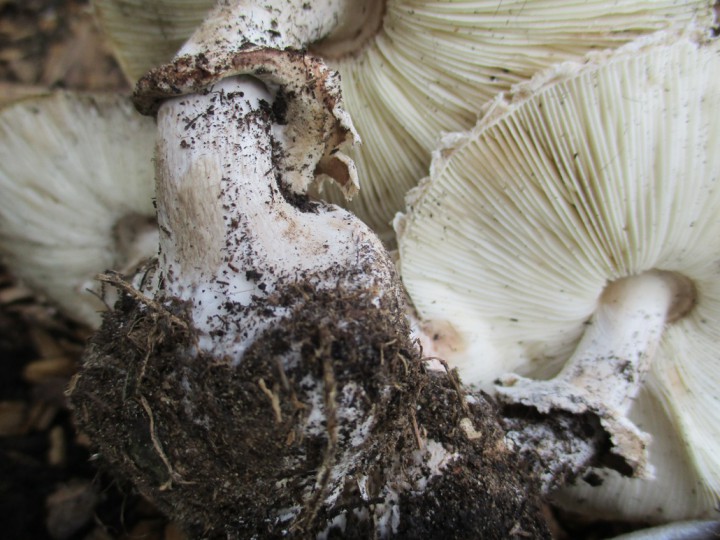 lépiotes IMG_0653.JPG