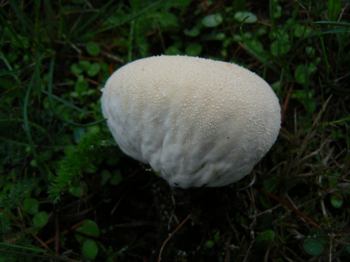 V_pratense_01.jpg