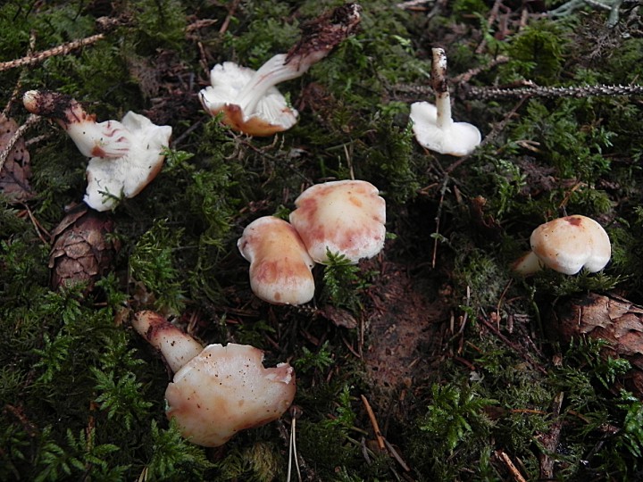 DSCN9377ch.JPG