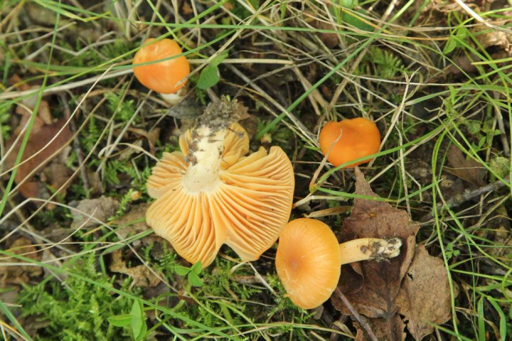IMG_7762.JPG