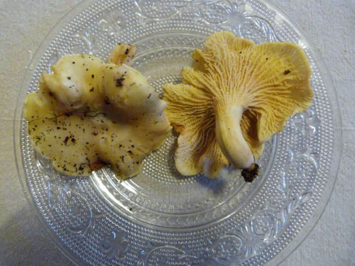 P1160058 (800x600).jpg