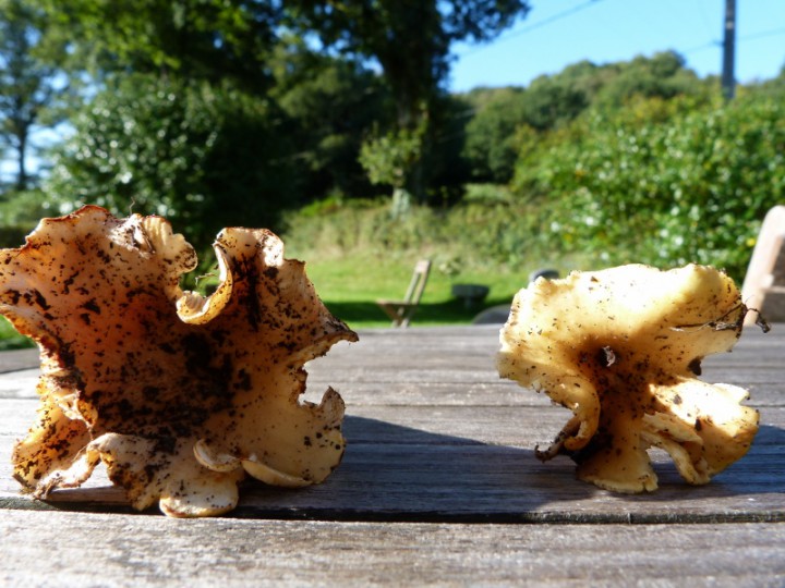 P1160061 (800x600).jpg