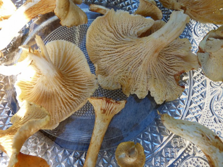 P1160063 (800x600).jpg