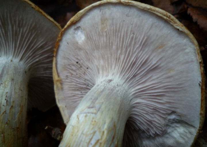 copie de L1180451.JPG