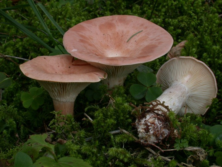 Clitocybe cf maxima.JPG