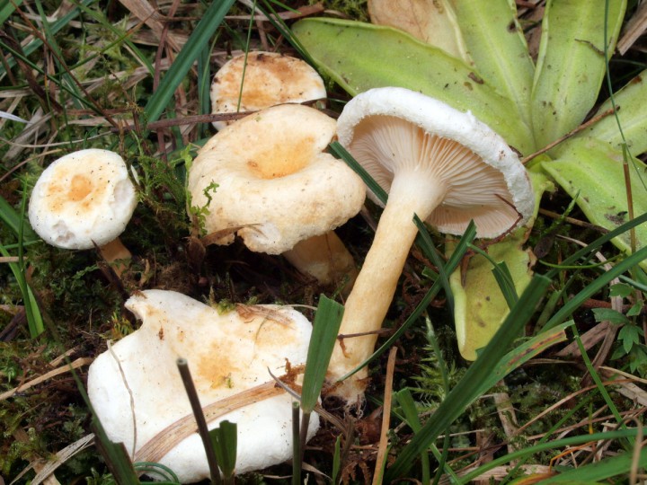 Lactarius scoticus-002.JPG