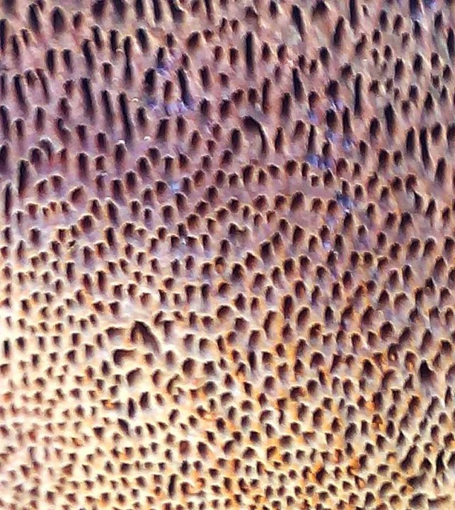 Sp 1-PORES-Lézignan-15 09 2015-LG.jpg