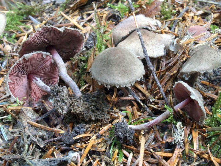 Melanophyllum haematospermum.jpg