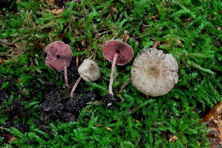 Melanophyllum haematospermum.JPG