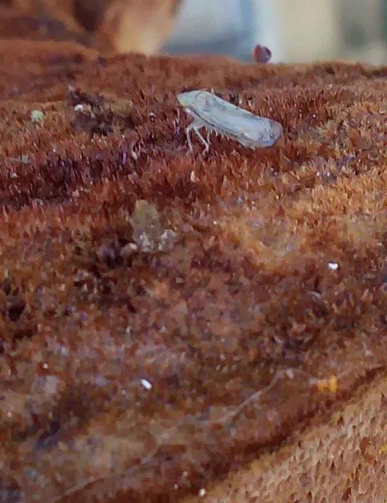 Sp 1-Poils macro-Lézignan-15 09 2015-LG.jpg