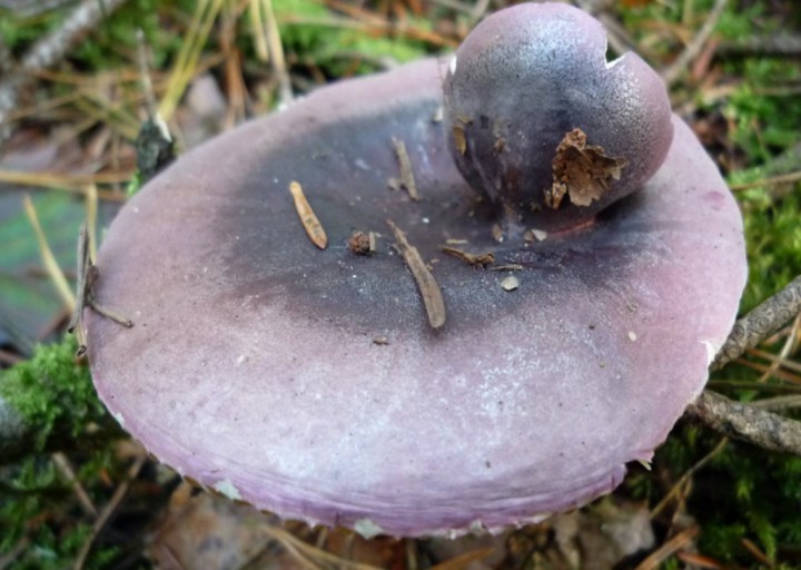 copie de L1180481.JPG