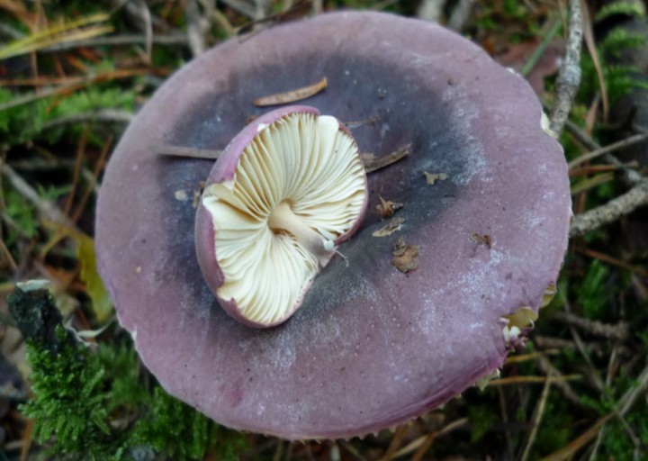 copie de L1180484.JPG