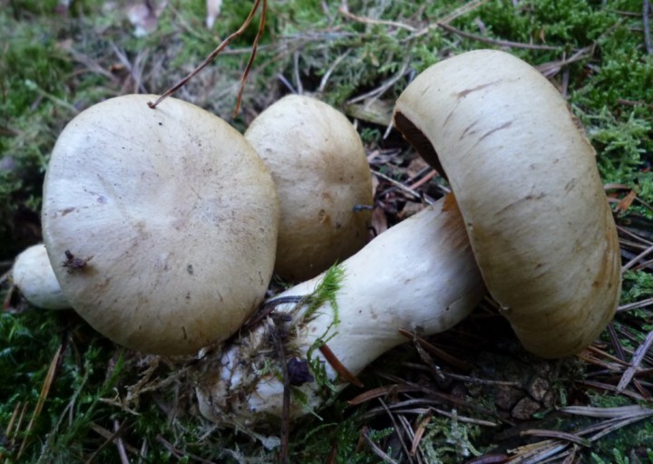 copie de L1180532.JPG