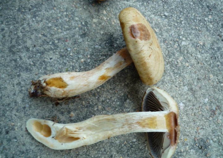 copie de L1180563.JPG