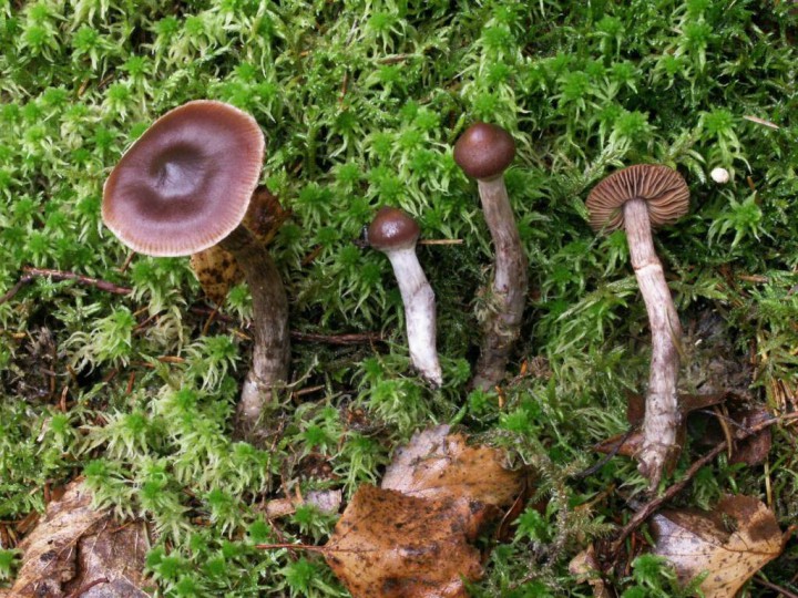Cortinarius glandicolor var. glandicolor 2011 09 005-redim1024.JPG