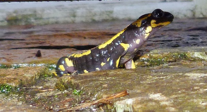 P1160080 (800x433).jpg