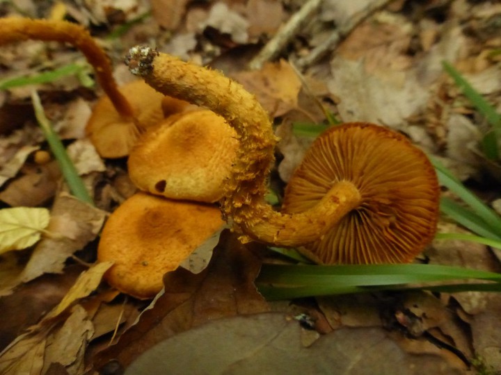 P1100187.JPG