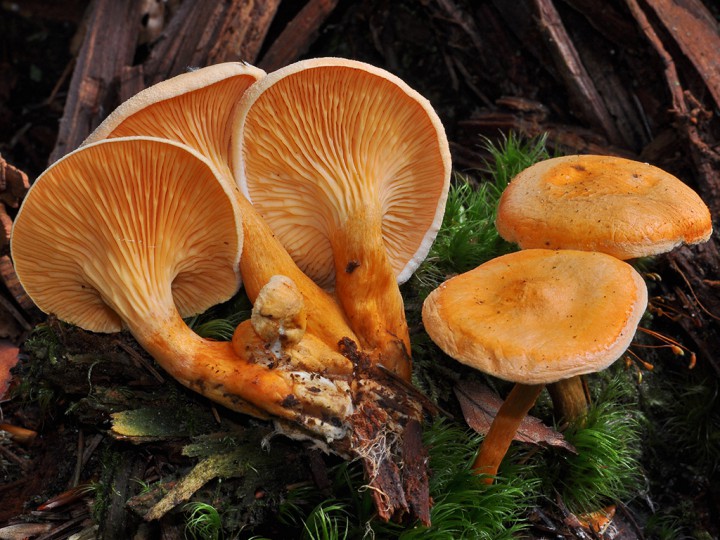 Hygrophoropsis_aurantiaca.jpg