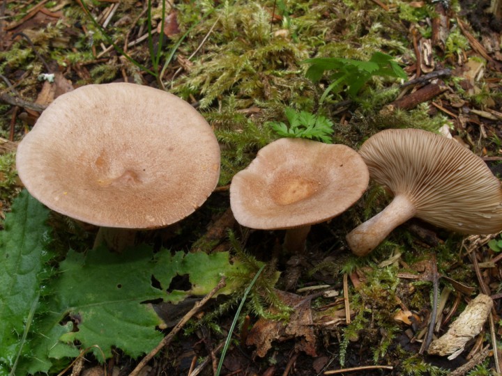 Lactarius glyciosmus-002.JPG