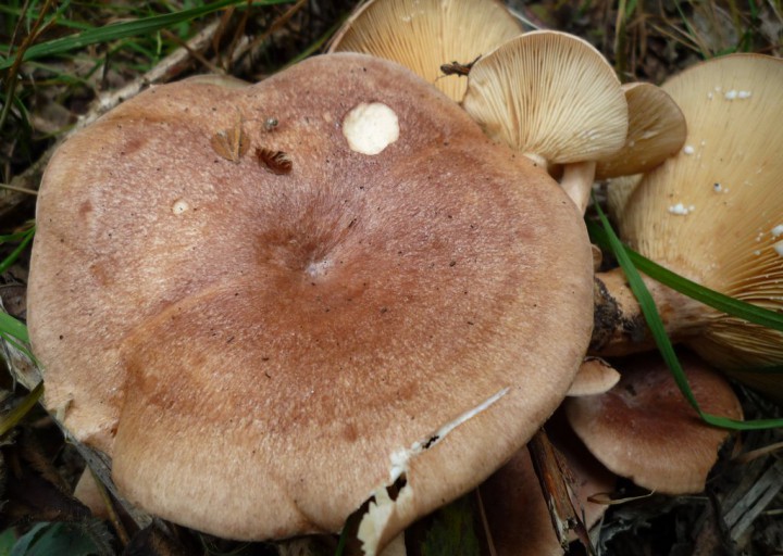 copie de L1180598.JPG