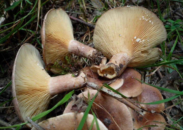 copie de L1180594.JPG